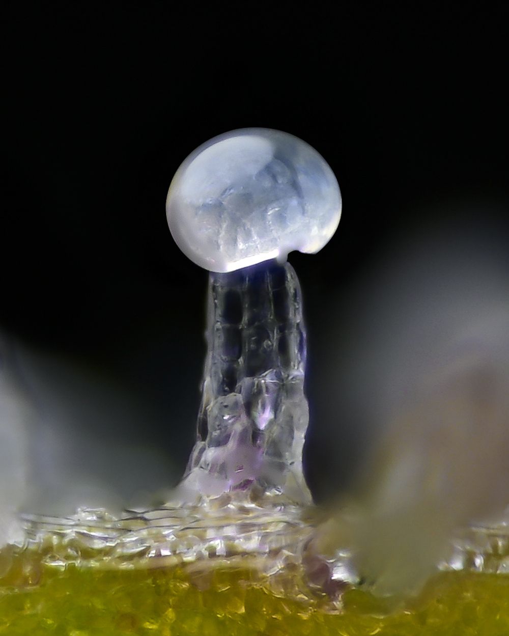 BRUCE BANNER STRAIN Seed 1 Prix € 13.88 ,-TTC