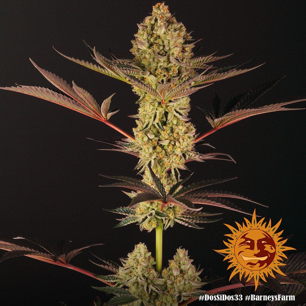 DOS SI DOS 33 STRAIN Seed 1 Prix € 11.90 ,-TTC