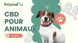 Un chien marron et blanc est assis sur un fond vert.