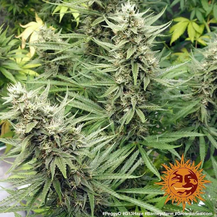 G13 HAZE STRAIN Seed 1 Prix € 10.91 ,-TTC