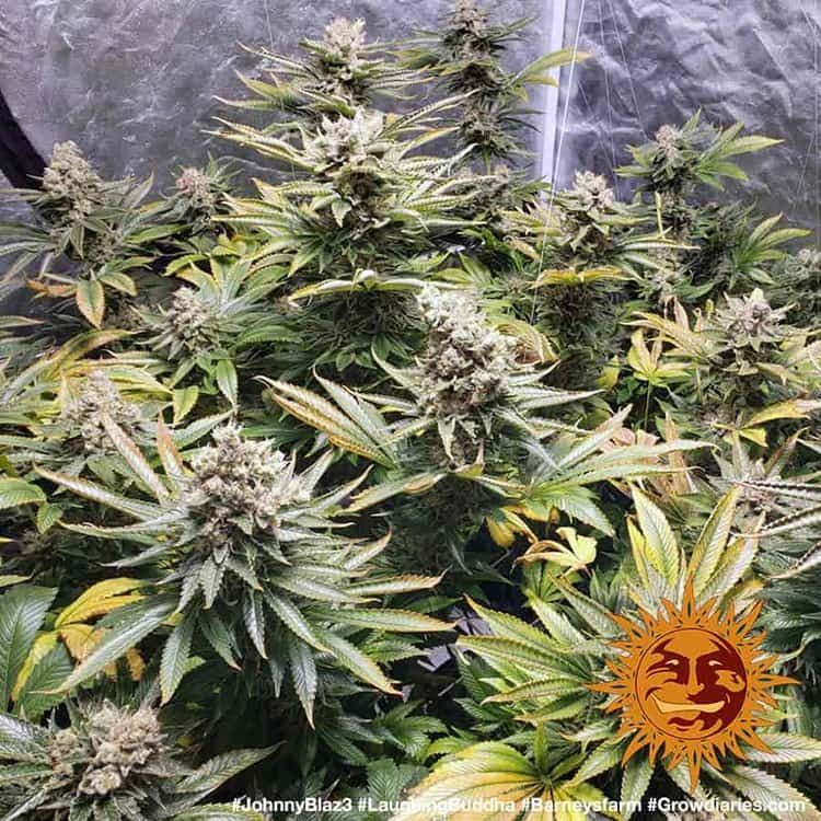 LAUGHING BUDDHA STRAIN Seed 1 Prix € 13.88 ,-TTC