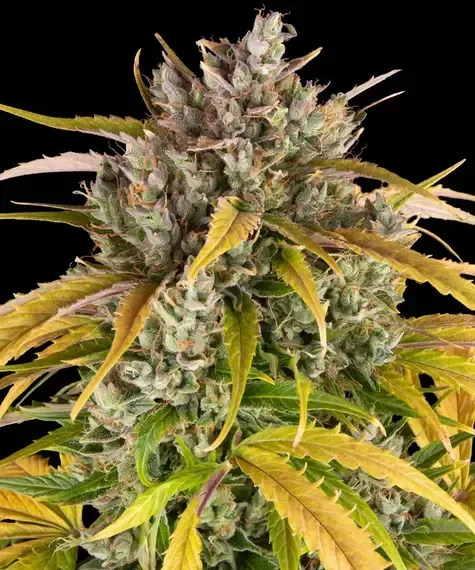 LSD AUTO STRAIN Seeds 3 Prix € 31.42 ,-TTC