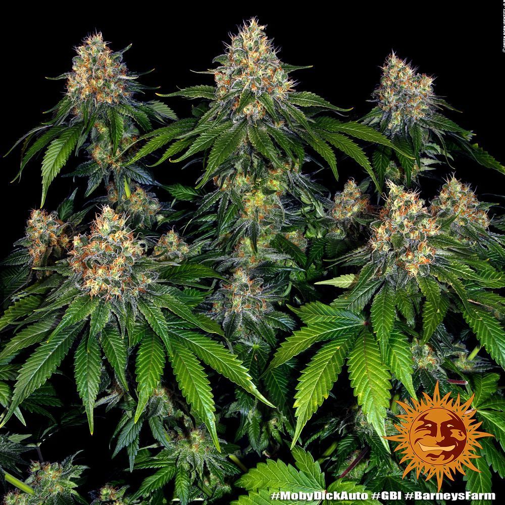 MOBY DICK AUTO STRAIN Seeds 3 Prix € 31.42 ,-TTC