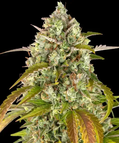 PINEAPPLE EXPRESS AUTO STRAIN Seed 1 Prix € 13.88 ,-TTC