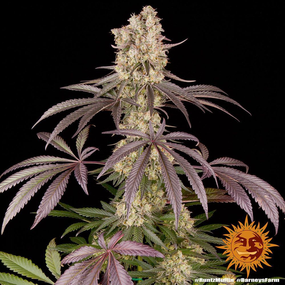 RUNTZ MUFFIN STRAIN Seed 1 Prix € 10.91 ,-TTC