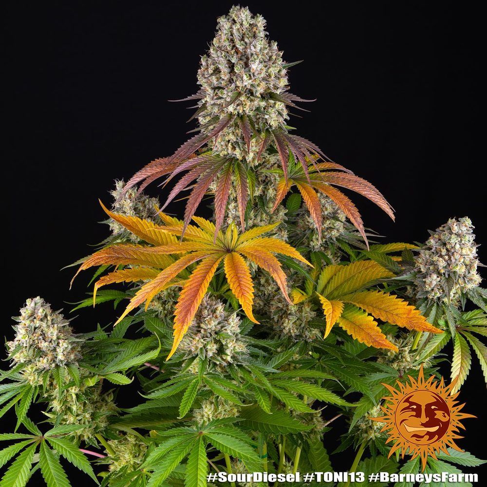 SOUR DIESEL STRAIN Seed 1 Prix € 13.88 ,-TTC