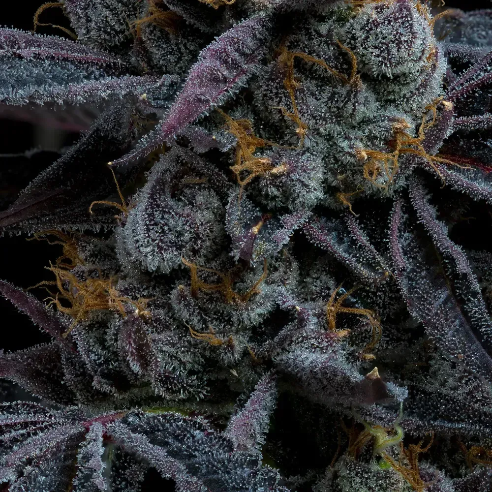 WHITE RUNTZ STRAIN Seeds 3 Prix € 36.66 ,-TTC