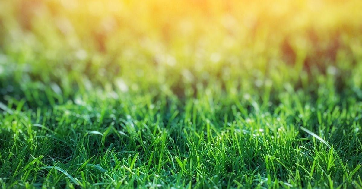 A close up of a field of green grass with the sun shining through it.