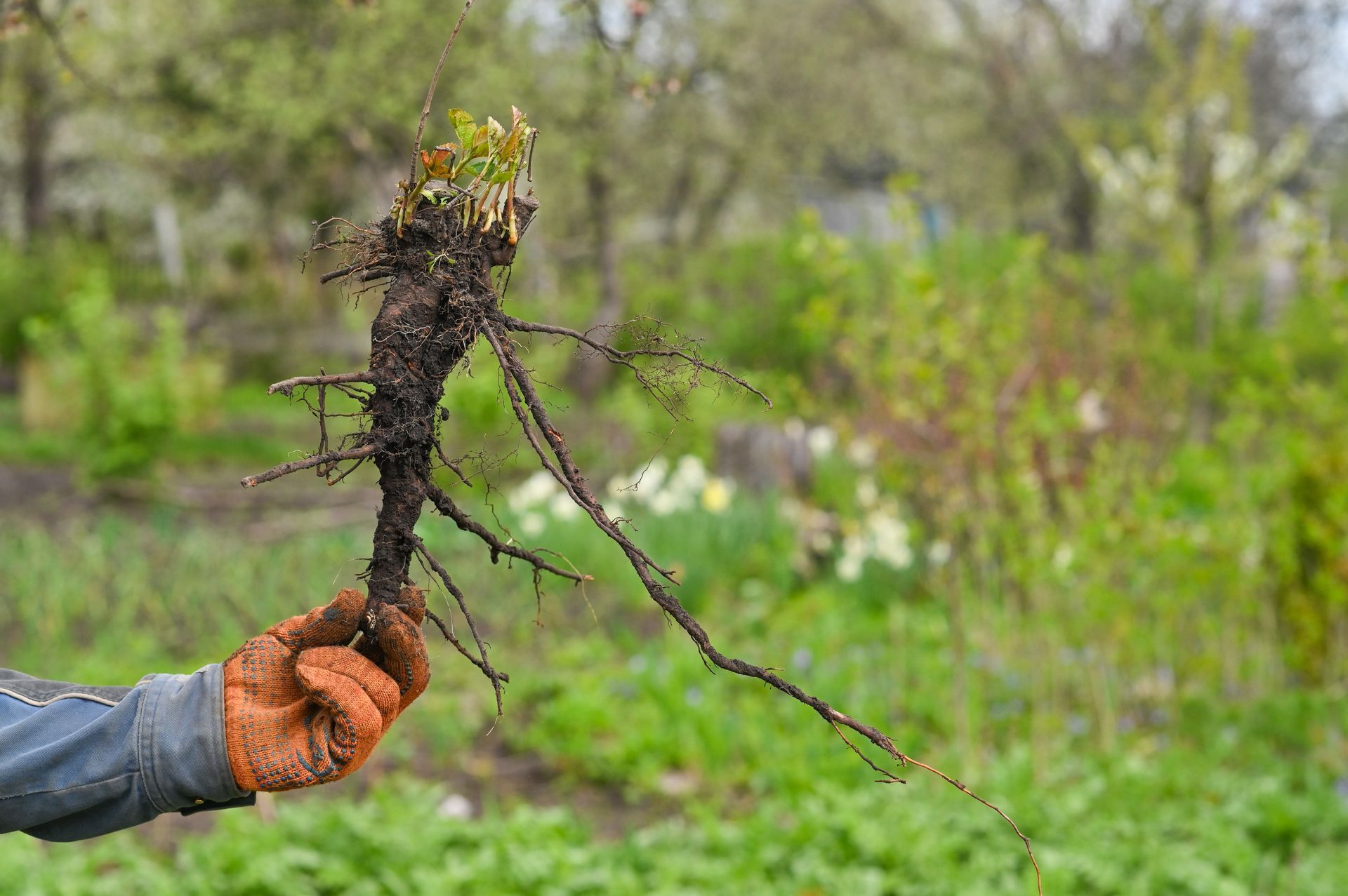 Gloved hand holding a freshly dug plant root with soil, in a green garden or field
