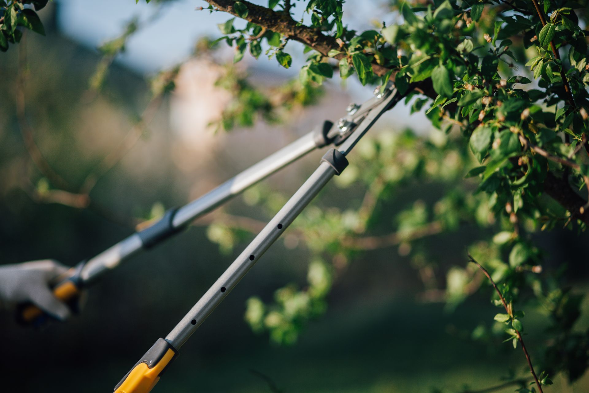 A person is cutting a tree branch with a pair of scissors.