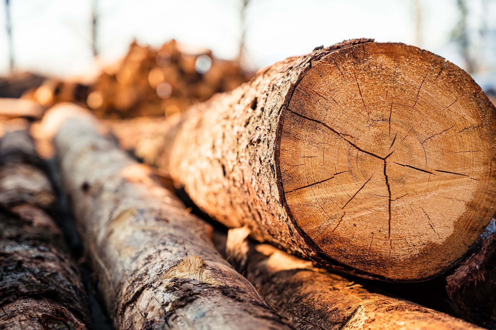 A pile of logs stacked on top of each other in a forest.