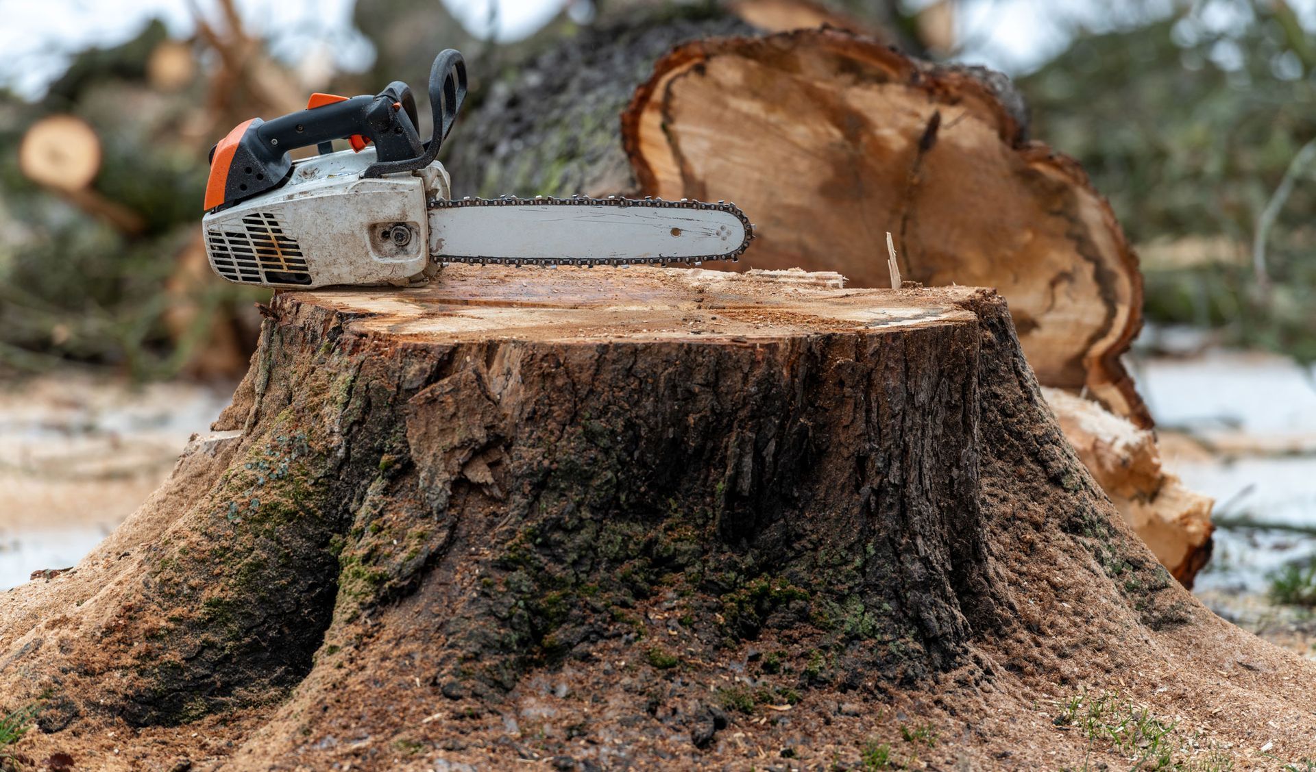 A chainsaw is sitting on top of a tree stump.