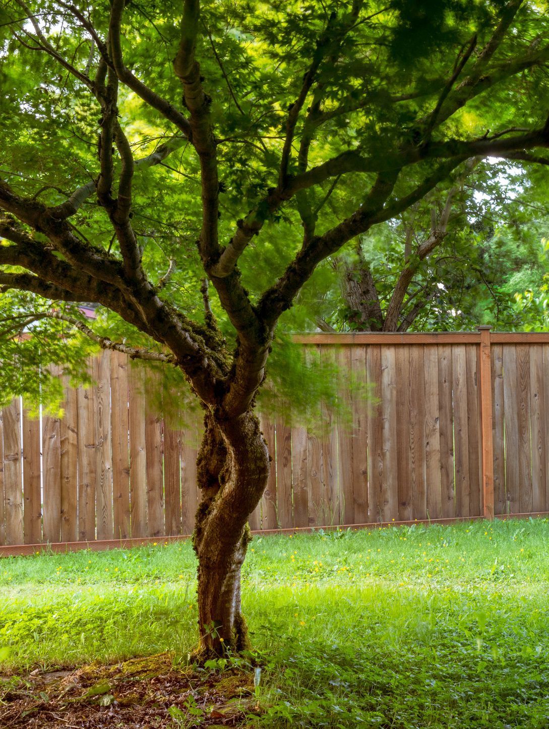 A tree in a yard with a wooden fence in the background