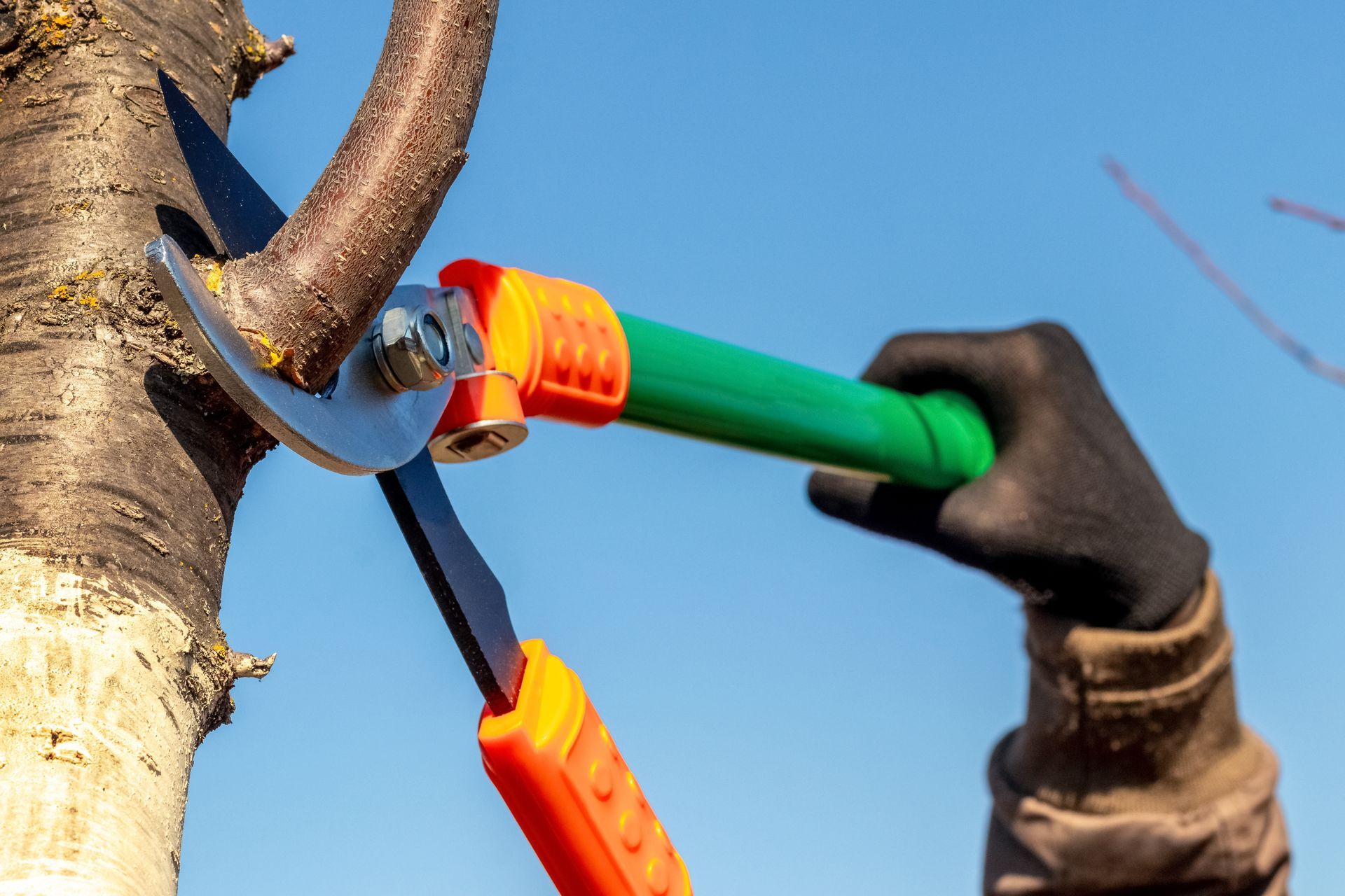 A person is cutting a tree branch with a pair of scissors.