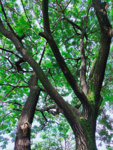 Looking up at a tree with lots of green leaves