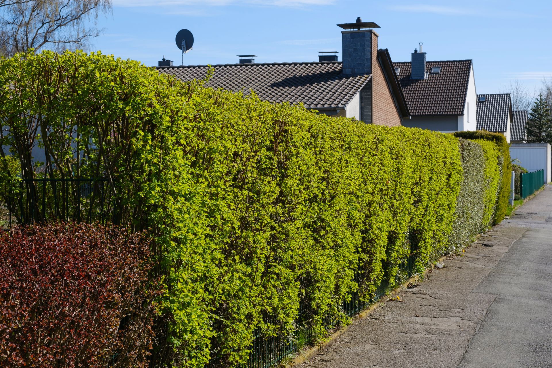 A hedge along the side of a road with a house in the background.