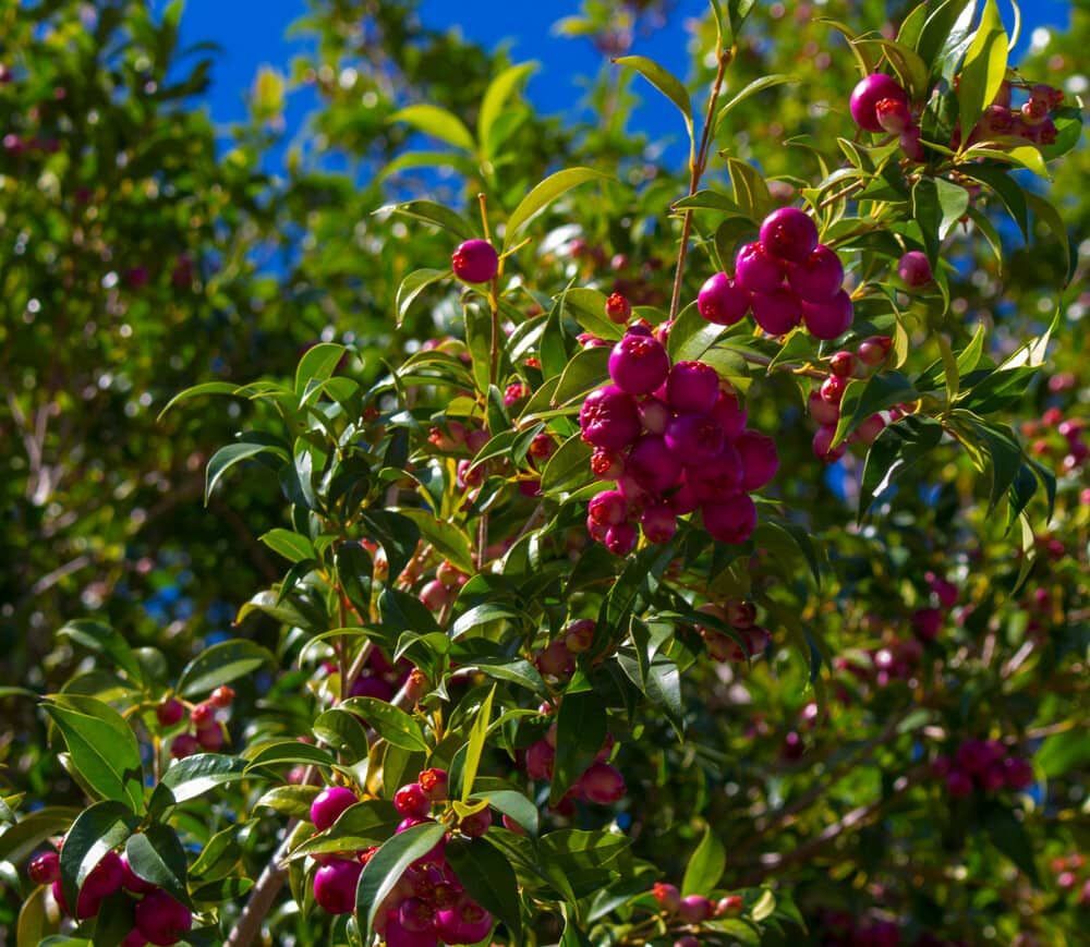 A Tree with Lots of Purple Berries and Green Leaves — Junction Hill Nursery in Junction Hill, NSW