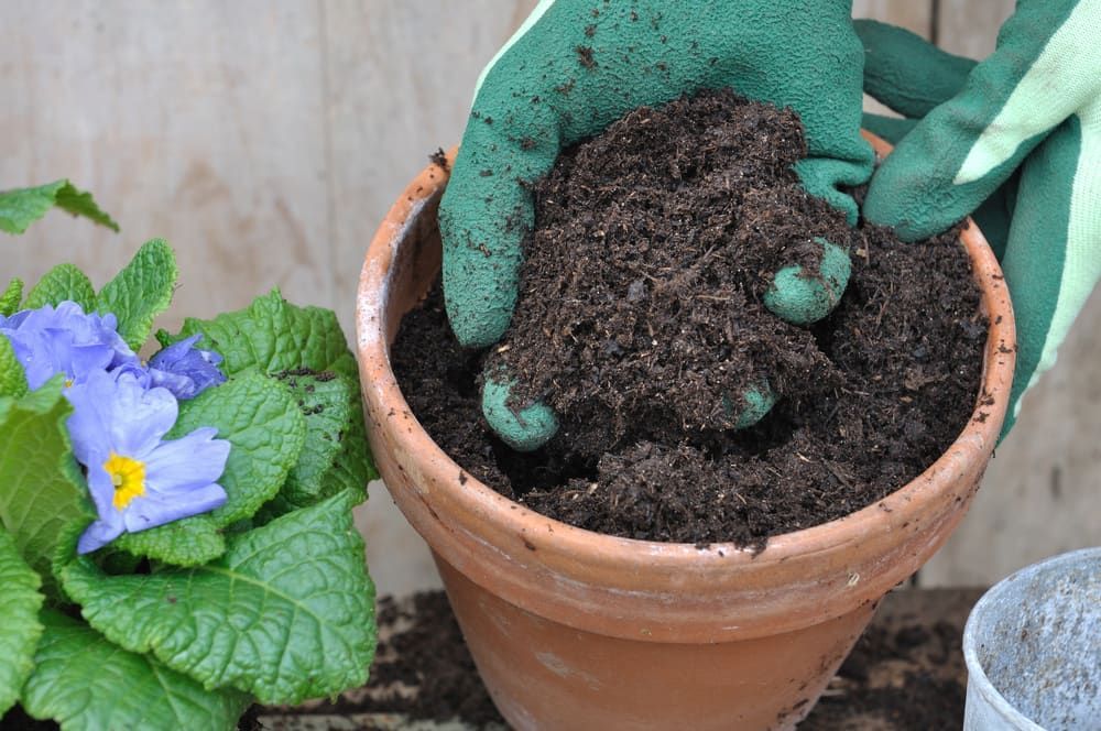 A Person Wearing Green Gloves is Planting a Plant in a Pot — Junction Hill Nursery in Junction Hill, NSW
