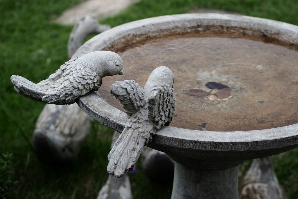 Two Birds are Sitting on Top of a Bird Bath — Junction Hill Nursery in Junction Hill, NSW