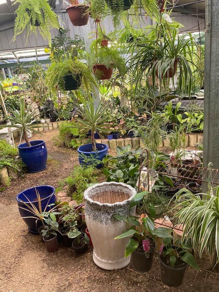 Hanging Plants — Junction Hill Nursery in Junction Hill, NSW