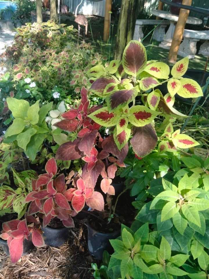 Non-Flowering Plants — Junction Hill Nursery in Junction Hill, NSW