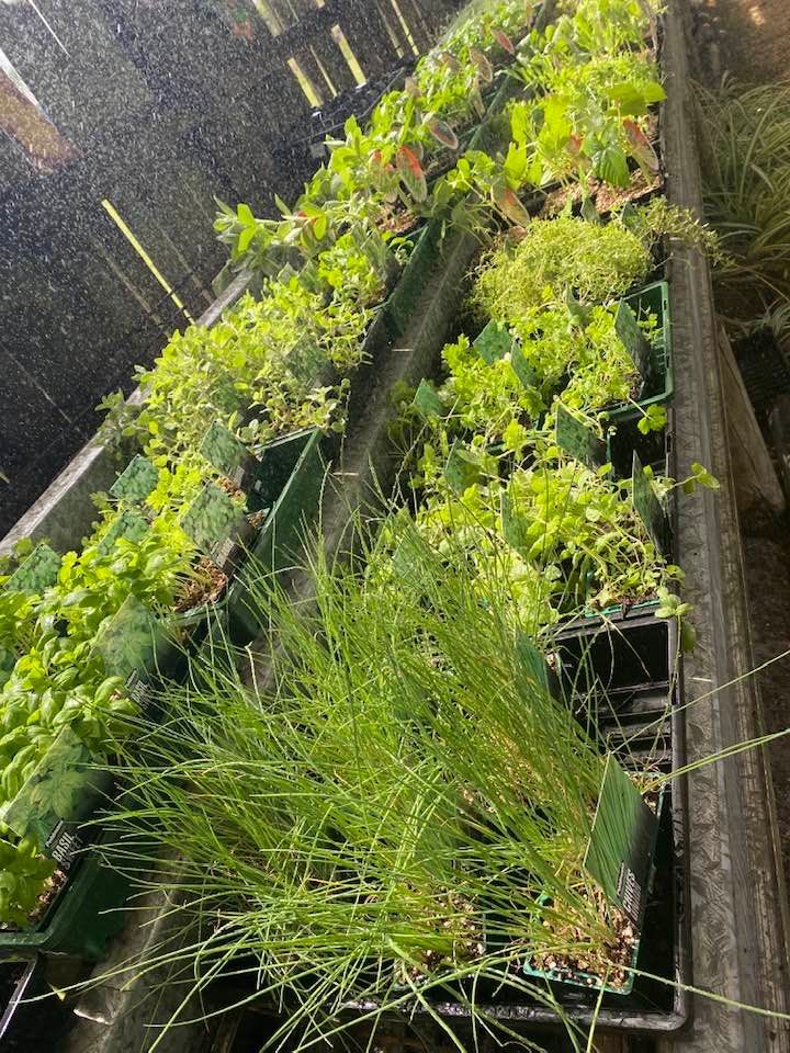 Herbs on a Plant Bed — Junction Hill Nursery in Junction Hill, NSW