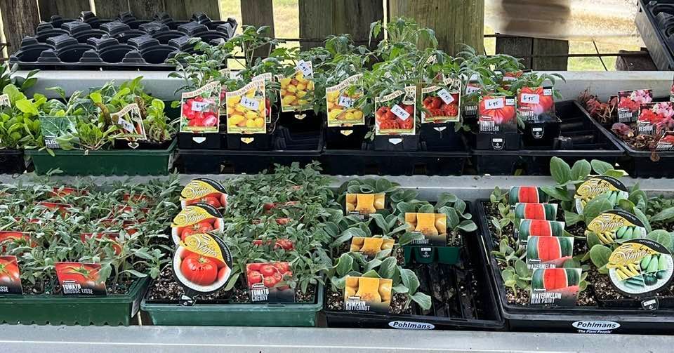 Fruit and Vegetable Seedlings — Junction Hill Nursery in Junction Hill, NSW