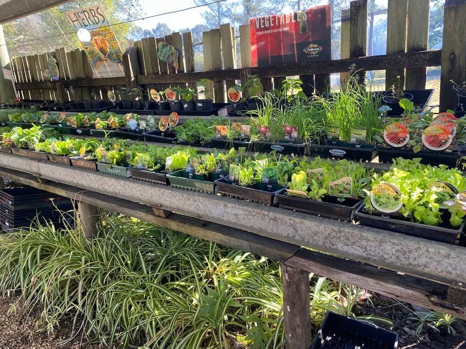 Garden Bed for Different Plants — Junction Hill Nursery in Junction Hill, NSW