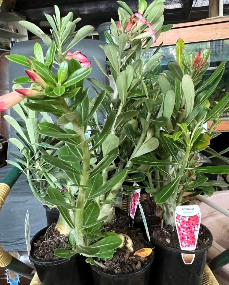 Adenium Plants — Junction Hill Nursery in Junction Hill, NSW