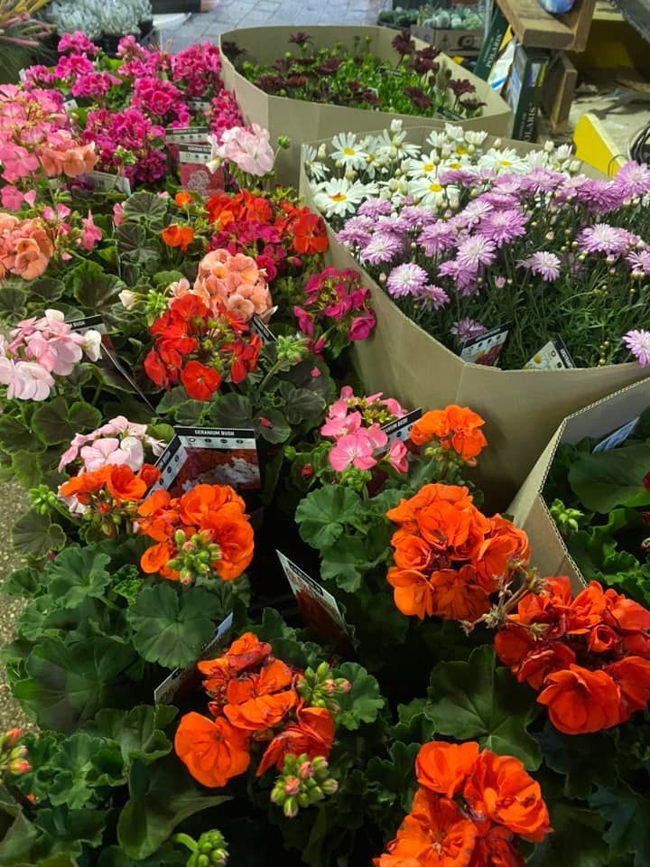 Variety of Flowers — Junction Hill Nursery in Junction Hill, NSW