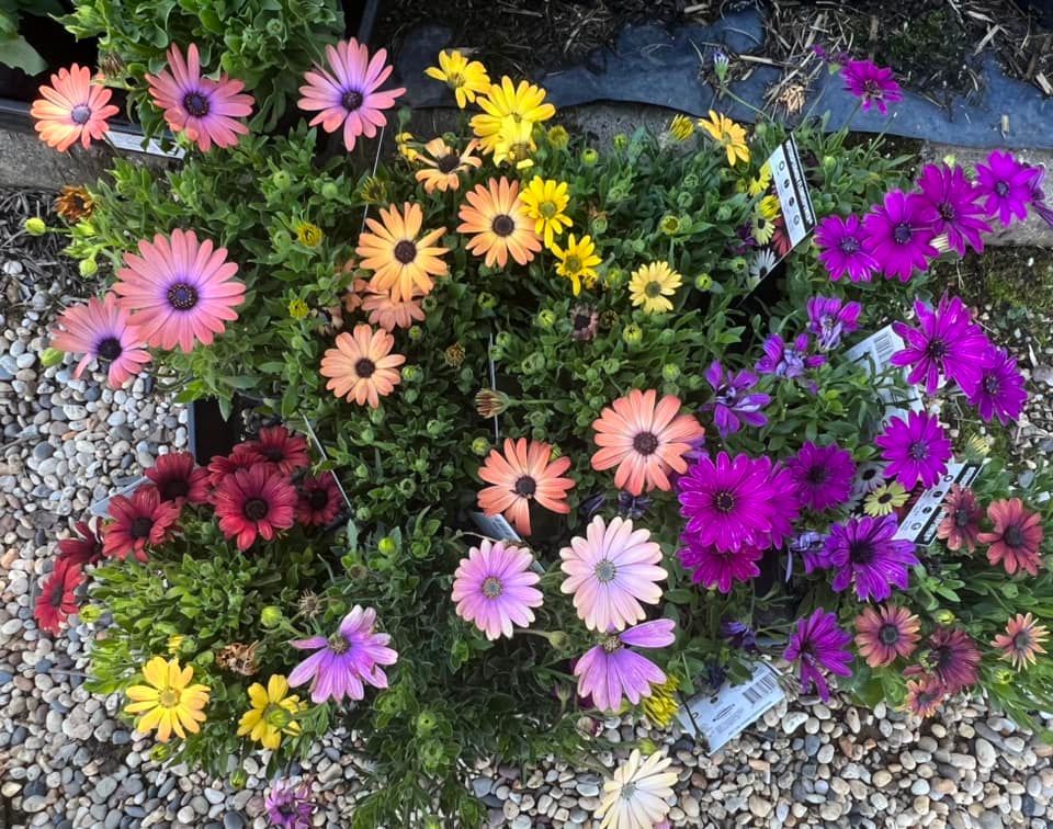 Flowers on Pots — Junction Hill Nursery in Junction Hill, NSW