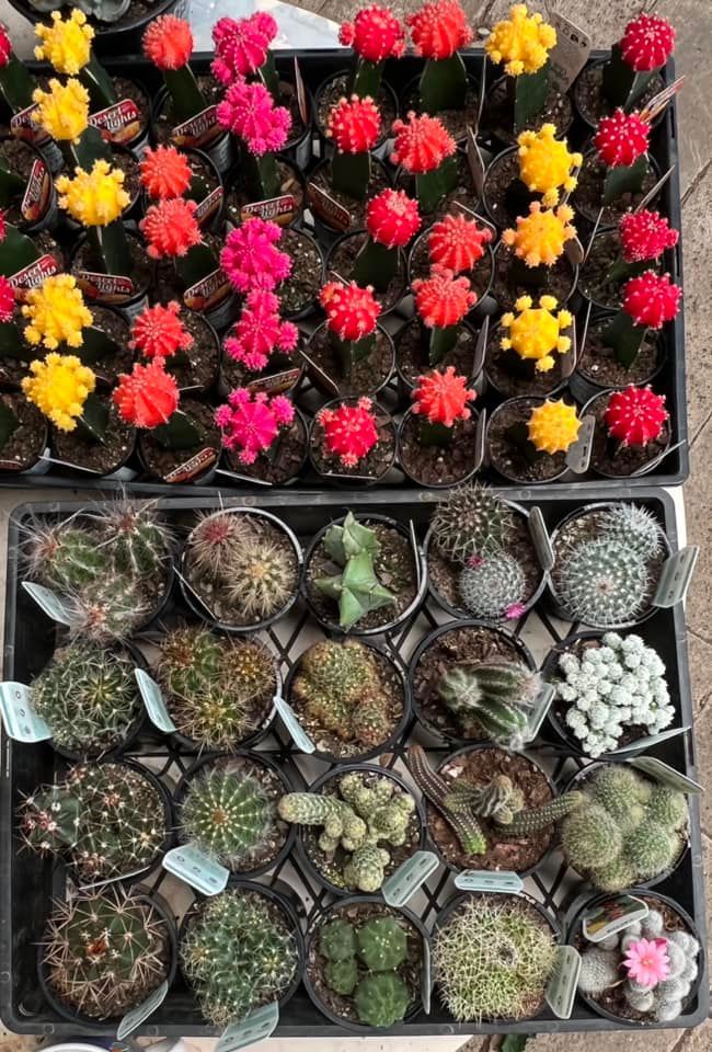 Different Variety of Cactus — Junction Hill Nursery in Junction Hill, NSW