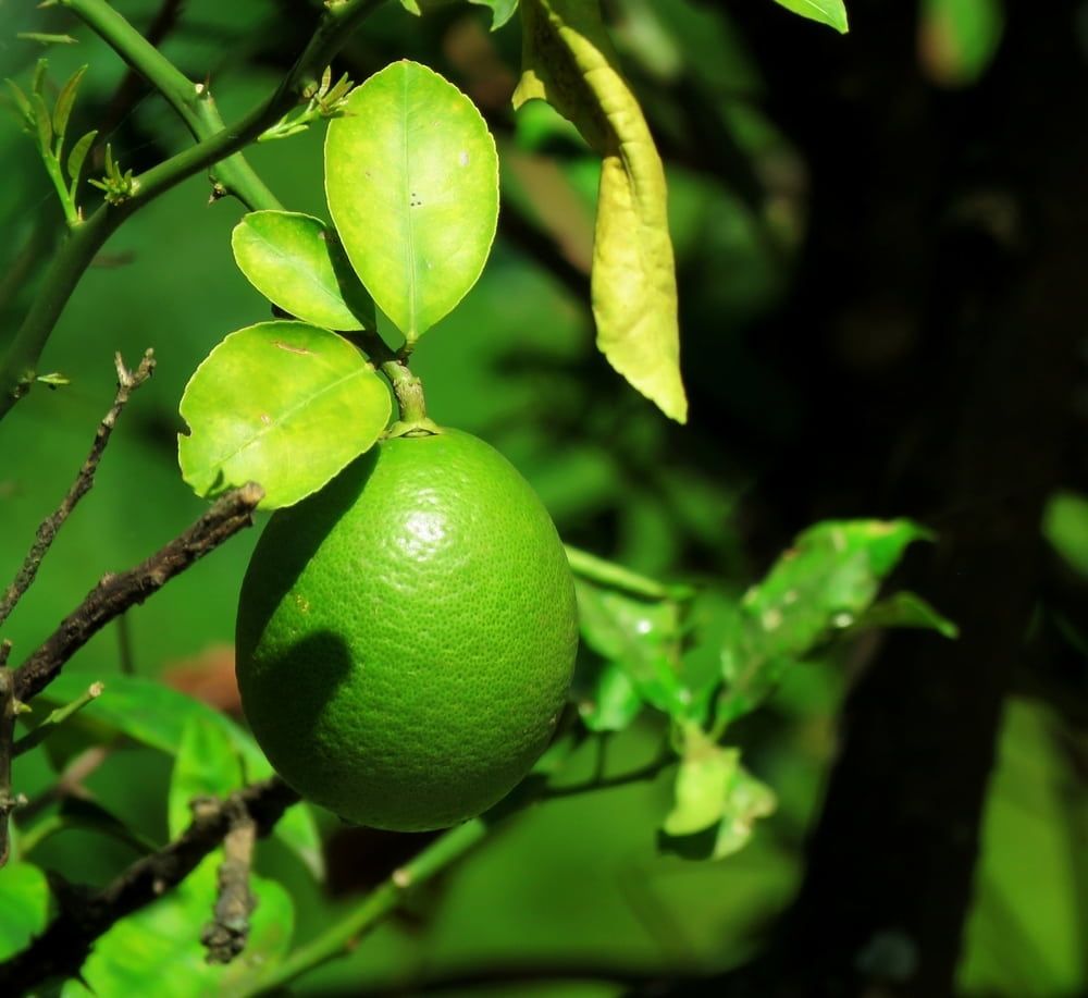 A Green Lemon is Hanging from a Tree Branch — Junction Hill Nursery in Junction Hill, NSW