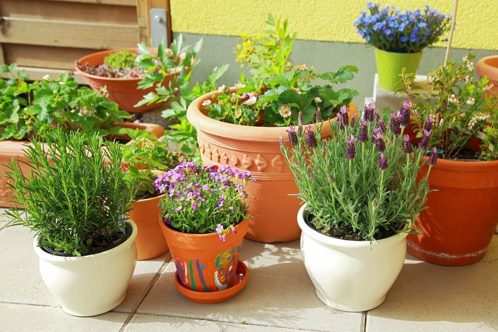A Row of Potted Plants Including Lavender and Rosemary — Junction Hill Nursery in Junction Hill, NSW