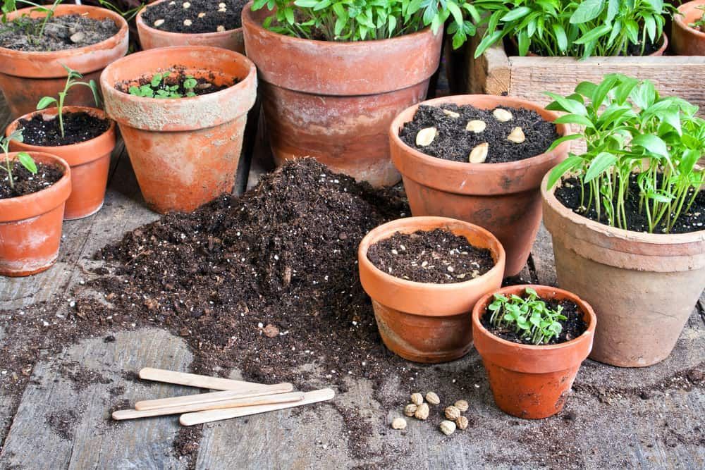 A Group of Potted Plants Sitting on Top of a Wooden Table — Junction Hill Nursery in Junction Hill, NSW
