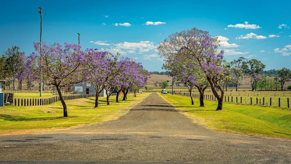 A Road Lined with Trees with Purple Flowers on a Sunny Day — Junction Hill Nursery in Junction Hill, NSW