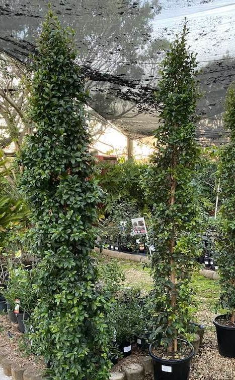 A Bunch of Trees Are Sitting in Pots in a Garden — Junction Hill Nursery in Junction Hill, NSW