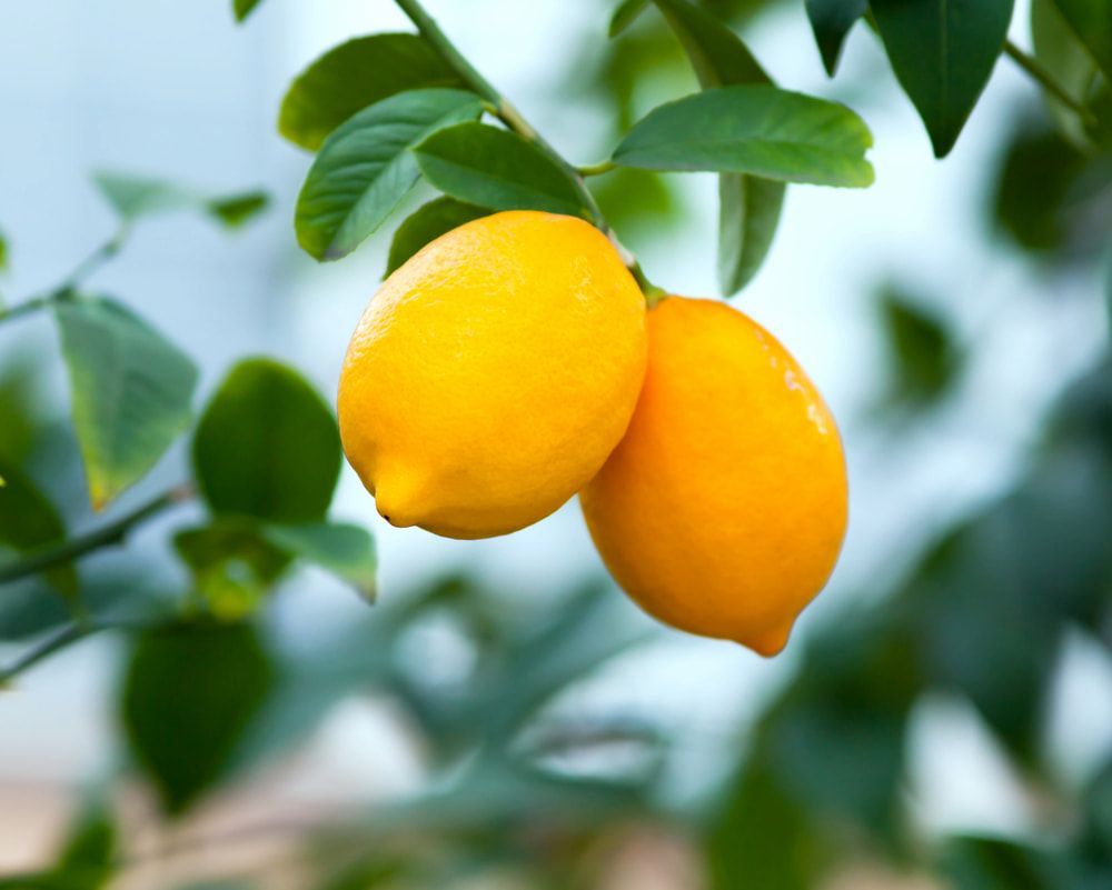 Two Lemons are Hanging from a Tree Branch — Junction Hill Nursery in Junction Hill, NSW
