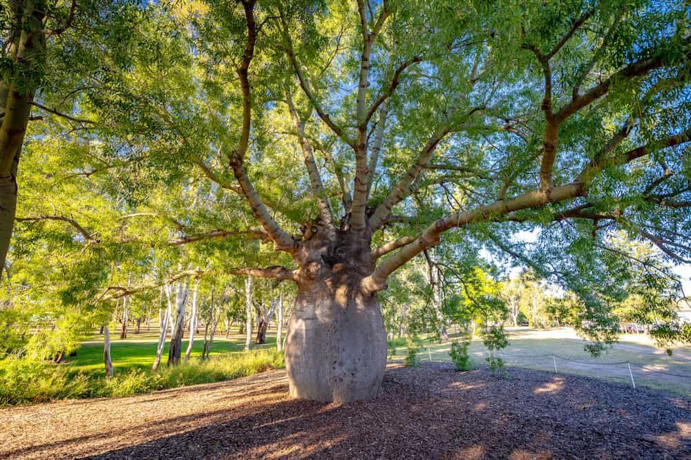 A Large Tree with Lots of Branches and Leaves in a Park — Junction Hill Nursery in Junction Hill, NSW