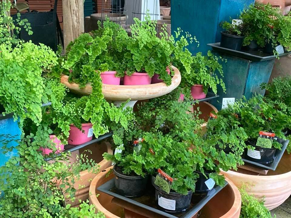 A Bunch of Potted Plants Are Sitting on Top of Each Other on a Table — Junction Hill Nursery in Junction Hill, NSW