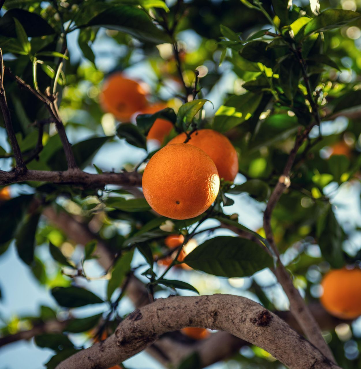 A Bunch of Oranges Hanging From a Tree Branch — Junction Hill Nursery in Junction Hill, NSW