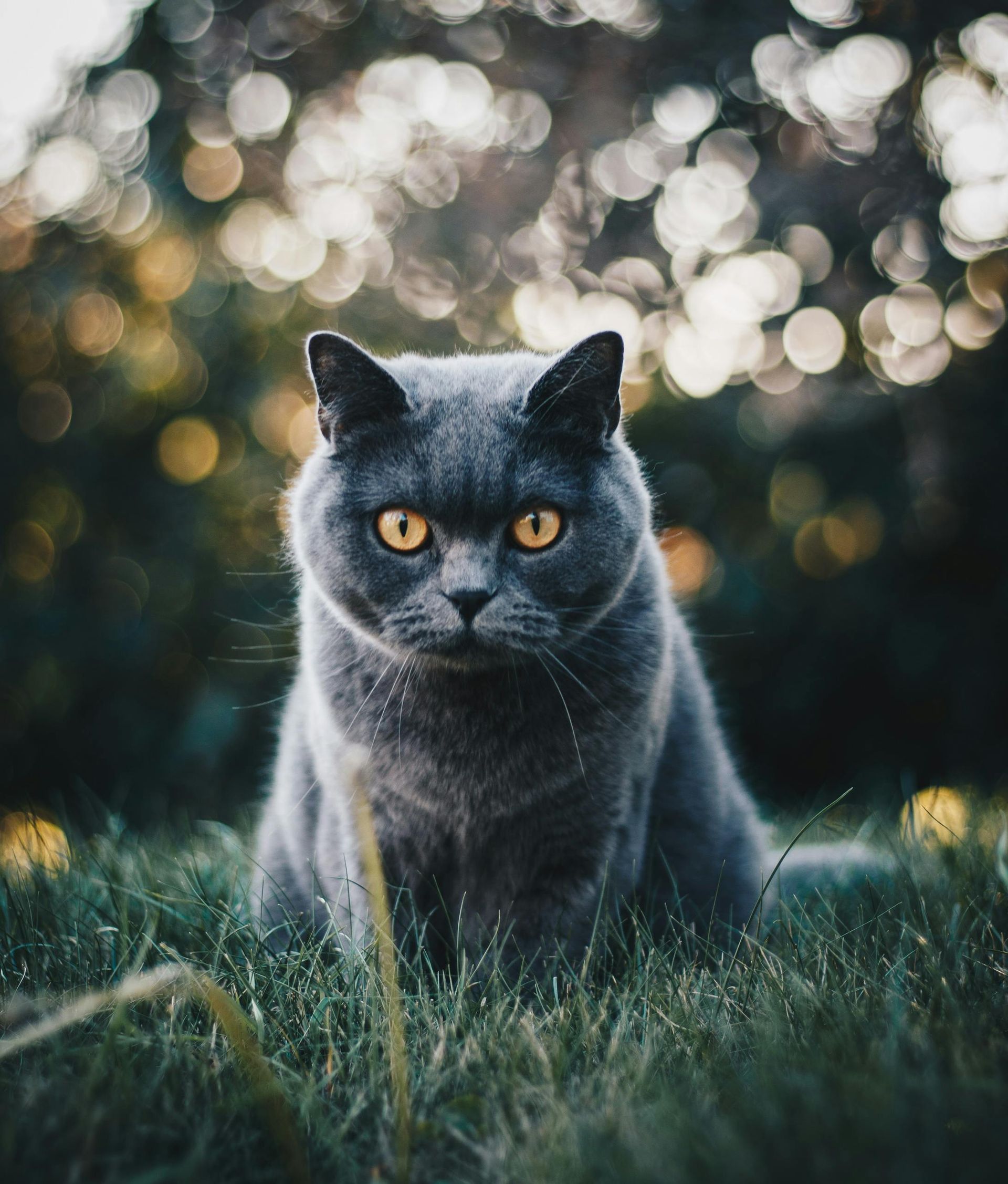 Graue Britisch Kurzhaar-Katze mit gelben Augen sitzt im Gras, verschwommener Bokeh-Hintergrund.