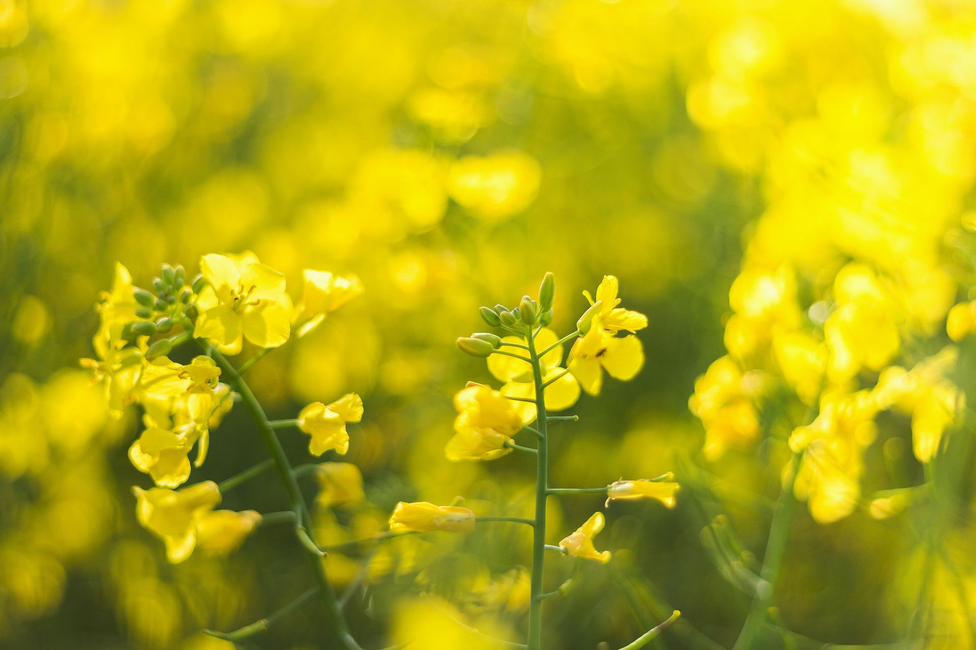 Yellow rapeseed flowers in a field, blurred background, sunlight.