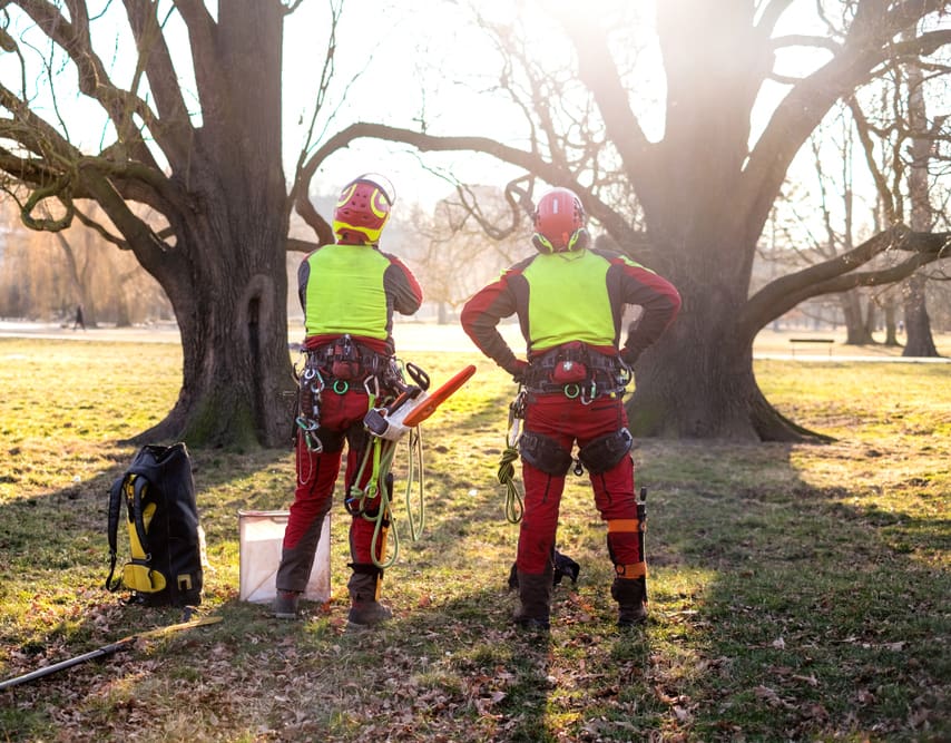 Arborists — Copp & Co Civil & Plant Hire in Bowen, QLD