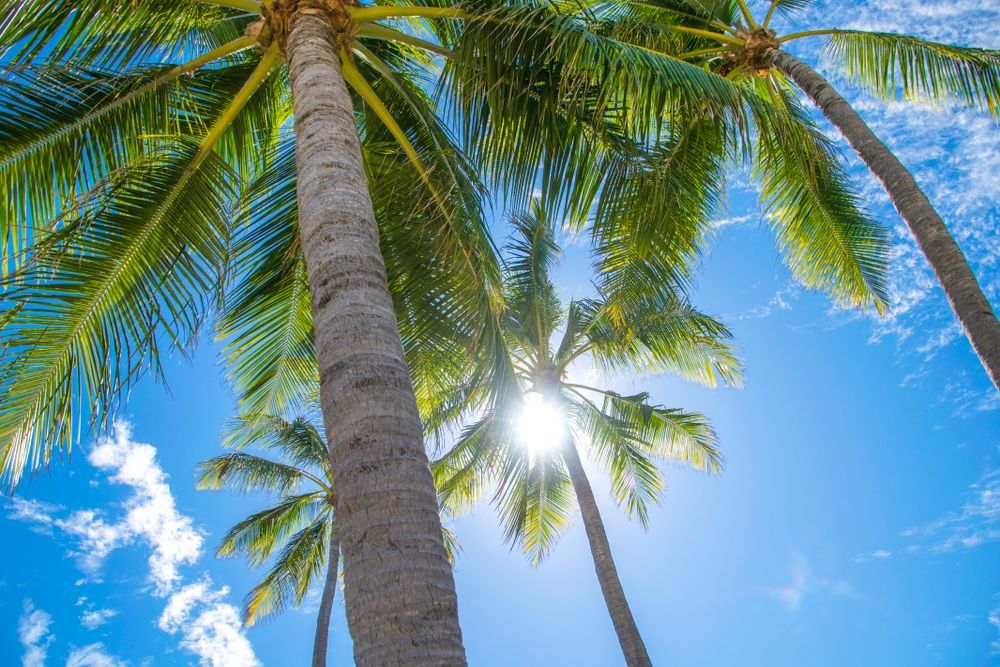 The Sun is Shining Through the Palm Trees on a Sunny Day — Copp & Co Civil & Plant Hire in Bowen, QLD