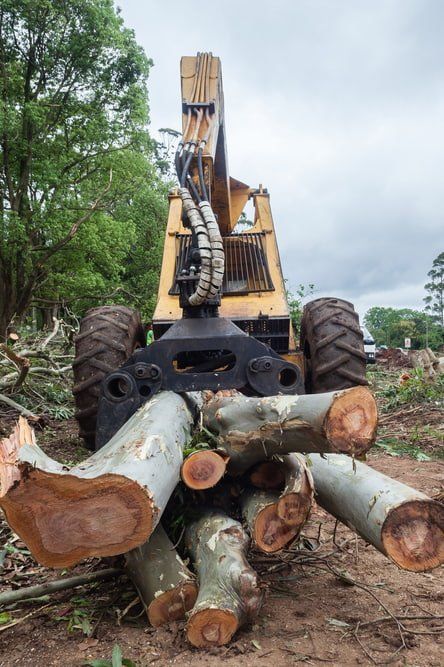 Stacked Tree Logs — Copp & Co Civil & Plant Hire in Mount Julian, QLD