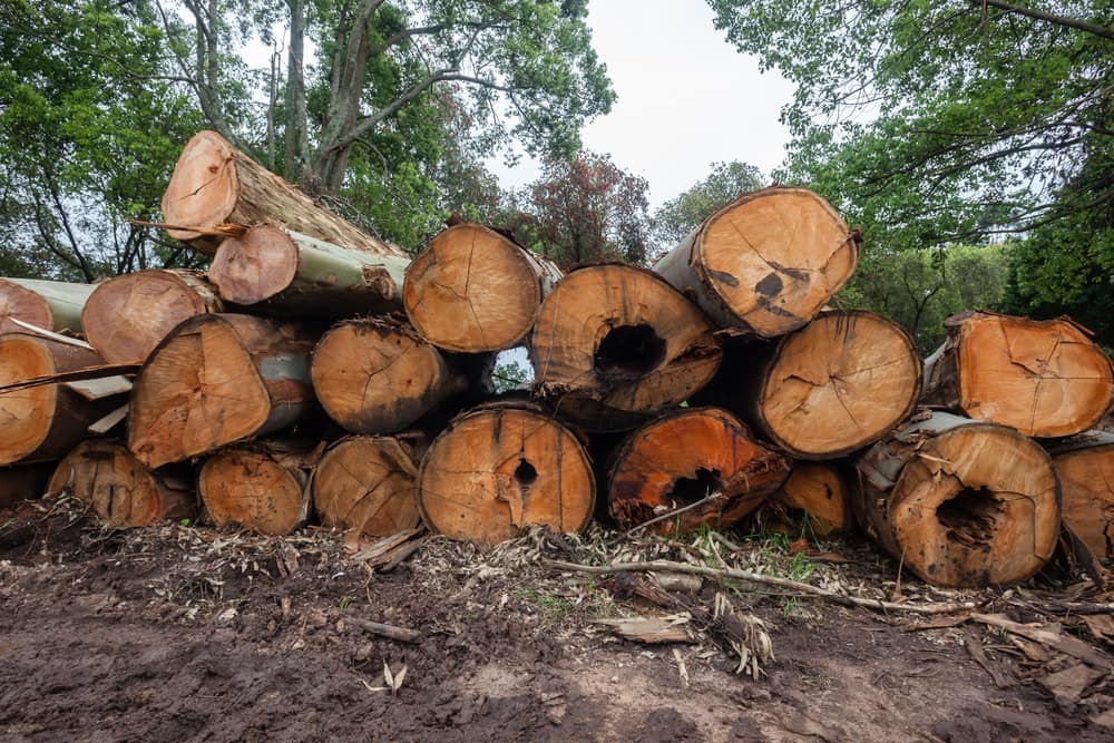 Huge Trees Logs — Copp & Co Civil & Plant Hire in Mount Julian, QLD