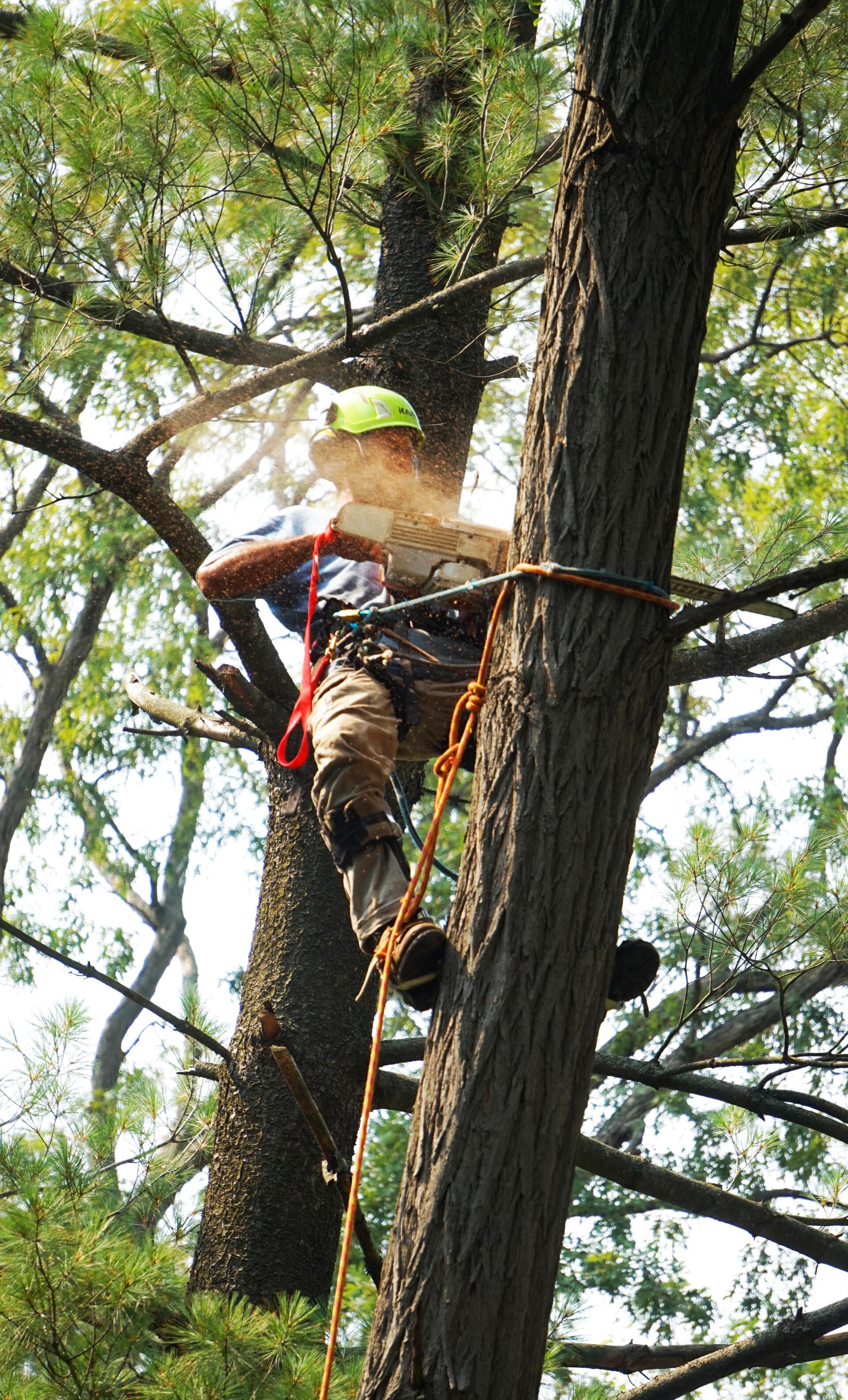 Tree Trimming — Copp & Co Civil & Plant Hire in Mount Julian, QLD