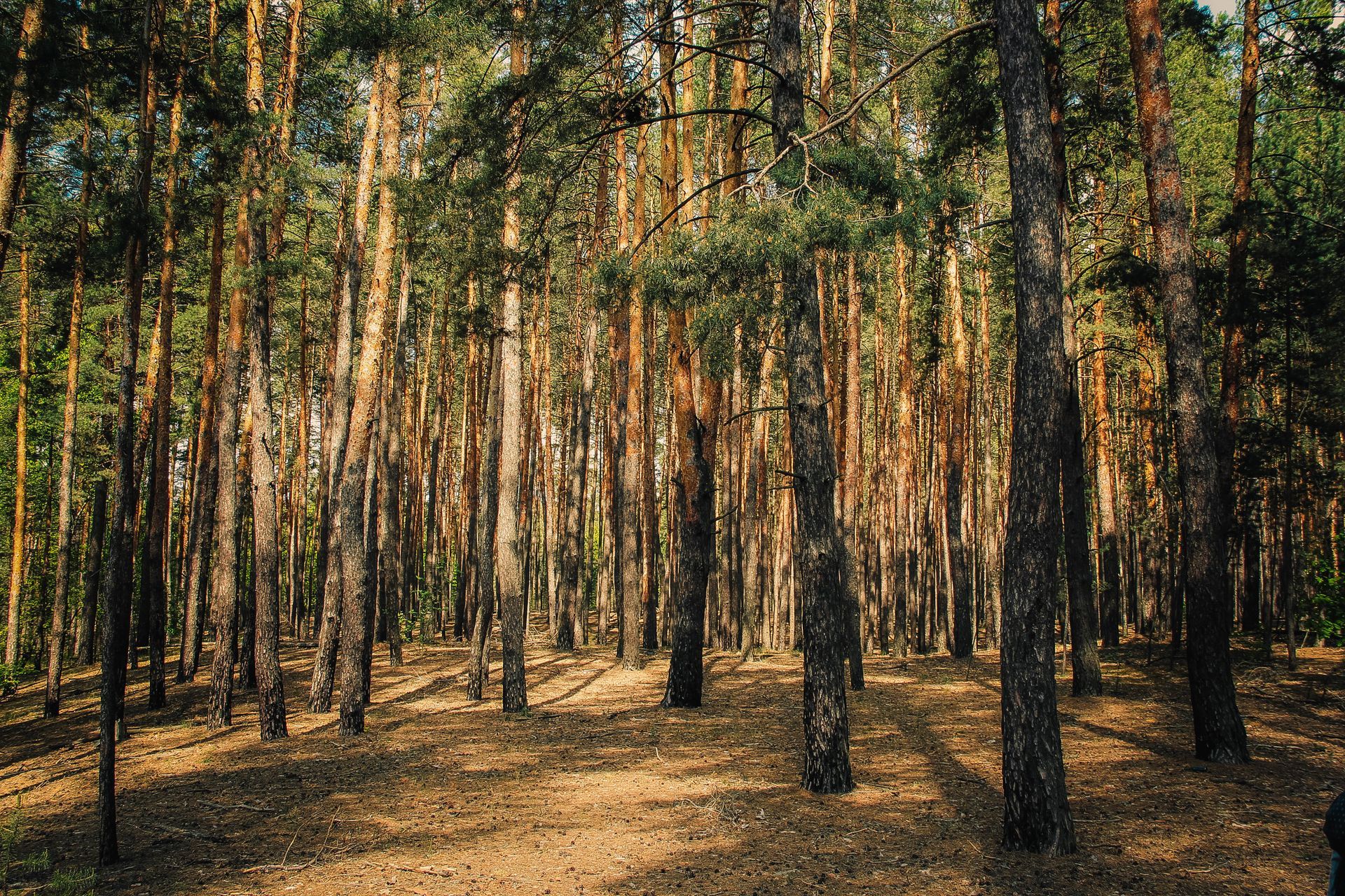 The sun is shining through the trees in a pine forest.