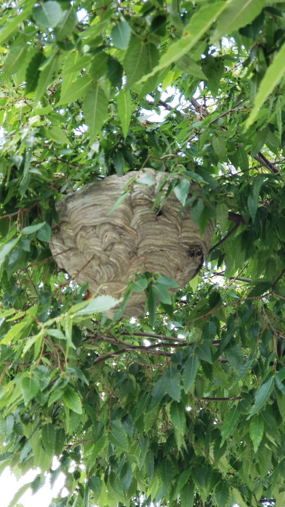 A wasp nest is hanging from a tree branch.